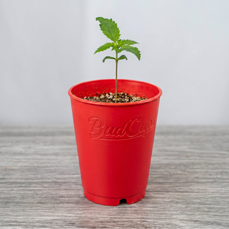 BudCups® product photo from Bud Trainer