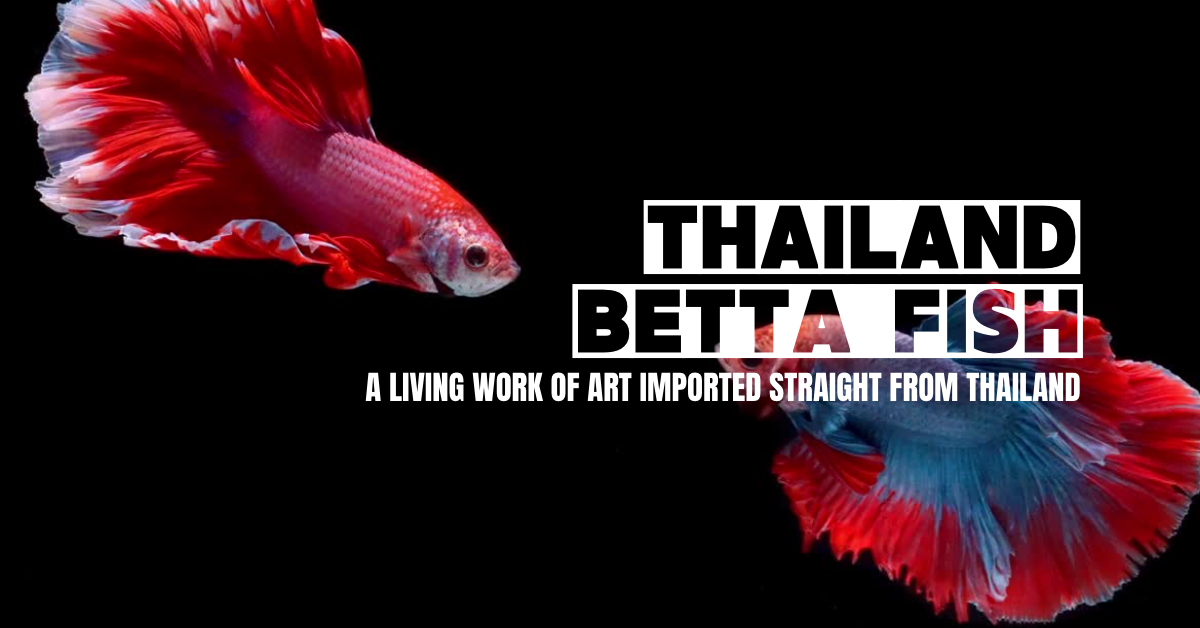 Thailand Betta Fish official store banner