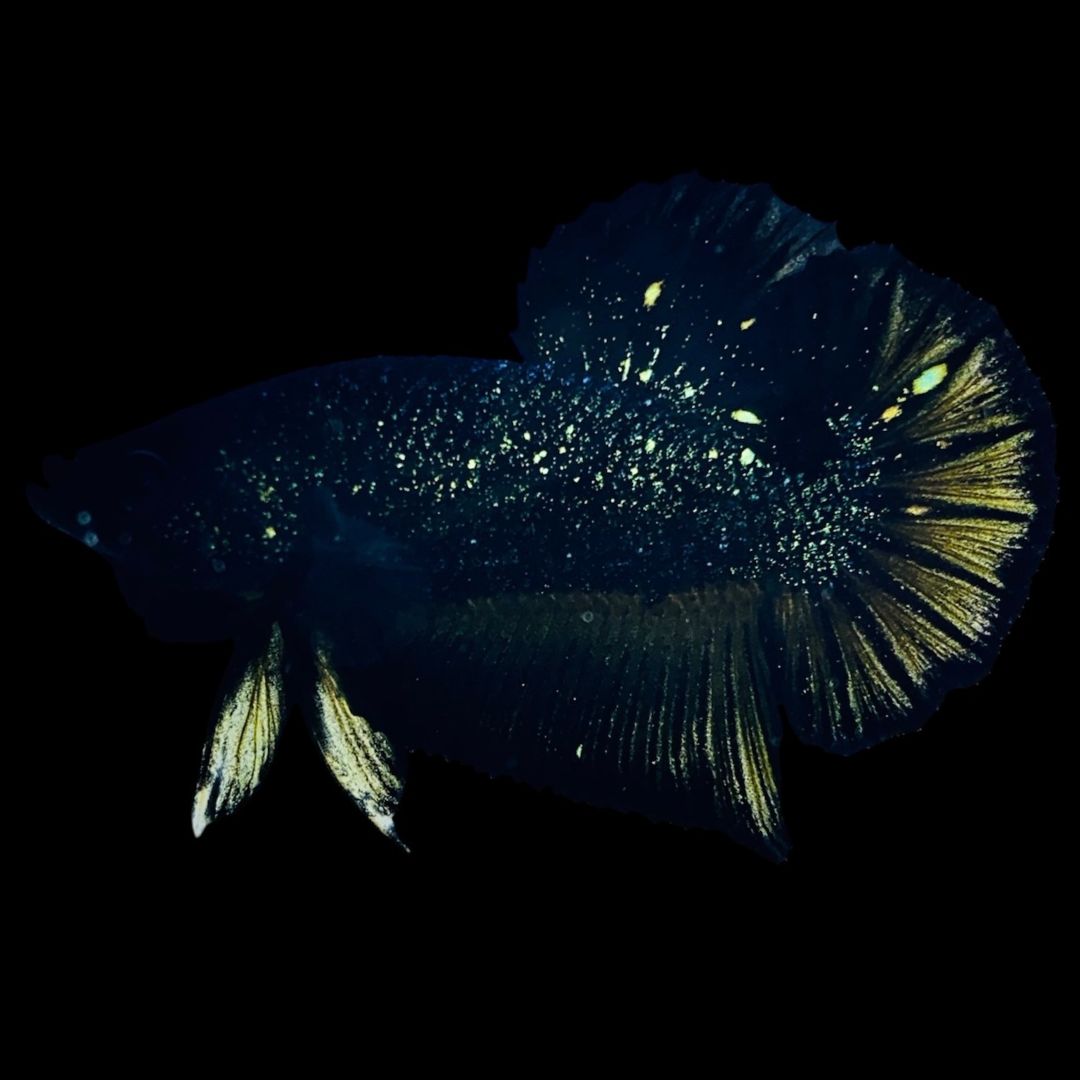 Rare Nebula Gold Betta Fish (Male)Regular price $109.95 Sale price$89.95 Save $20.00 product photo from Thailand Betta Fish