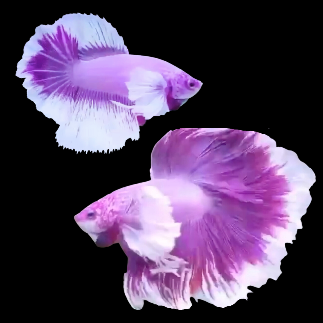 Rare Pair Dumbo Halfmoon Purple Butterfly Betta Fish (Male & Female)Regular price $89.95 Sale price$64.95 Save $25.00 product photo from Thailand Betta Fish